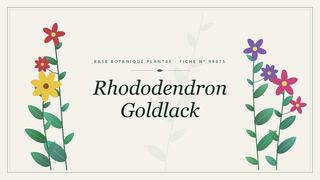 Planche botanique stylisée de Rhododendron Goldlack