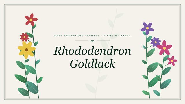 Rhododendron Goldlack, un hybride aux tons chauds Planche botanique stylisée de Rhododendron Goldlack