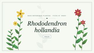 Planche botanique stylisée de Rhododendron hollandia