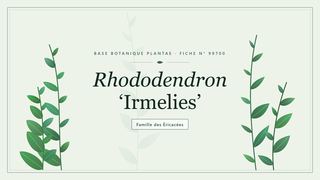 Planche botanique stylisée de Rhododendron ‘Irmelies’, famille des Éricacées