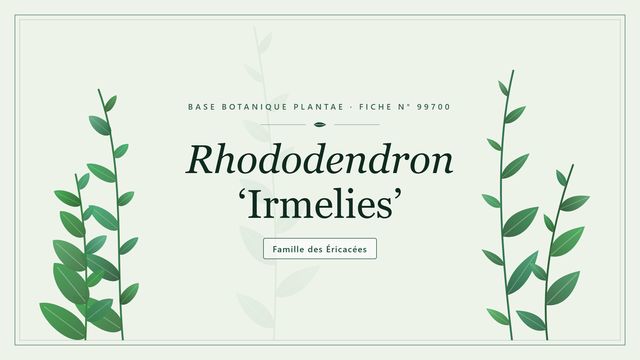 Rhododendron irmelies : points clés Planche botanique stylisée de Rhododendron ‘Irmelies’, famille des Éricacées