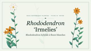 Planche botanique stylisée de Rhododendron ‘Irmelies’ (Rhododendron hybride à fleurs blanches)