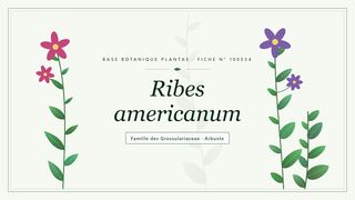 Planche botanique stylisée de Ribes americanum, famille des Grossulariaceae