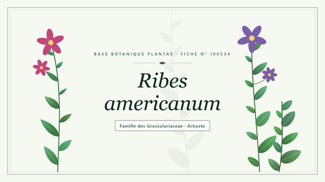 Ribes americanum : tout comprendre Planche botanique stylisée de Ribes americanum, famille des Grossulariaceae