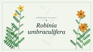 Visuel botanique stylisé consacré à Robinia umbraculifera