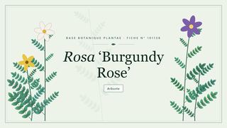 Planche botanique stylisée de Rosa ‘Burgundy Rose’