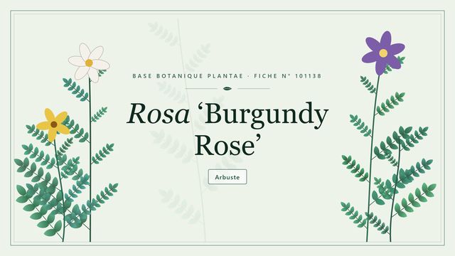 Rosa burgundy rose : panorama du rosier au velours bordeaux Planche botanique stylisée de Rosa ‘Burgundy Rose’