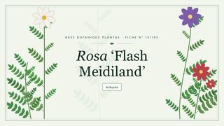 Planche botanique stylisée de Rosa ‘Flash Meidiland’