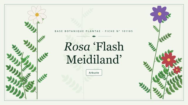 Rosa flash meidiland : l'essentiel Planche botanique stylisée de Rosa ‘Flash Meidiland’