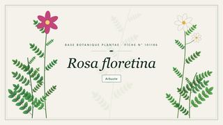 Planche botanique stylisée de Rosa floretina