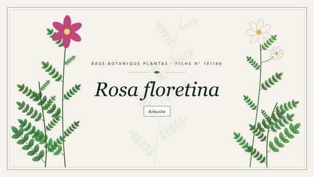 Rosa floretina : fiche descriptive et taxonomie Planche botanique stylisée de Rosa floretina