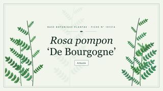 Planche botanique stylisée de Rosa pompon ‘De Bourgogne’