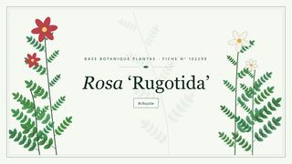 Planche botanique stylisée de Rosa ‘Rugotida’
