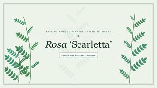 Planche botanique stylisée de Rosa ‘Scarletta’, famille des Rosacées