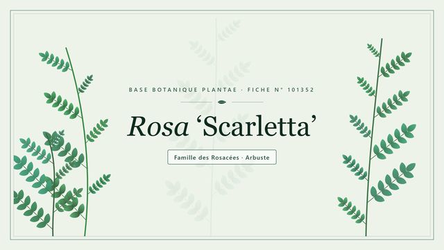 Rosa scarletta : les bases Planche botanique stylisée de Rosa ‘Scarletta’, famille des Rosacées