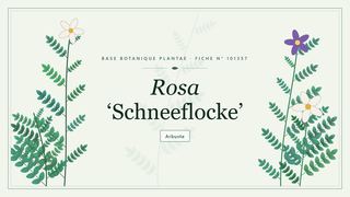 Planche botanique stylisée de Rosa ‘Schneeflocke’