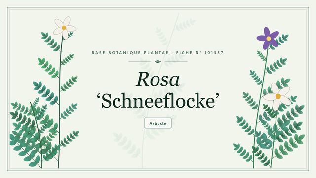 Rosa schneeflocke : points clés Planche botanique stylisée de Rosa ‘Schneeflocke’