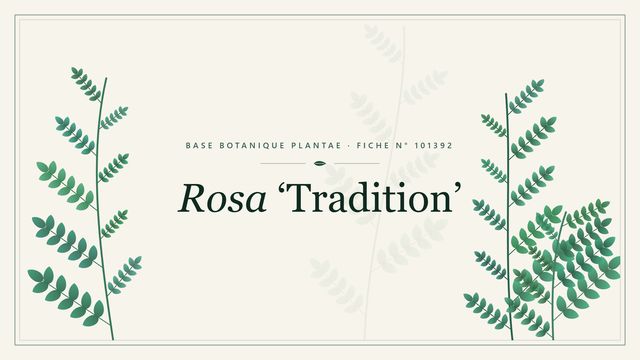 Rosa tradition : guide complet Planche botanique stylisée de Rosa ‘Tradition’