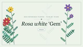 Planche botanique stylisée de Rosa white ‘Gem’