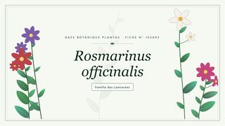 Planche botanique stylisée de Rosmarinus officinalis, famille des Lamiacées
