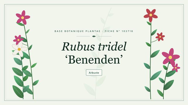 Rubus tridel benenden : fiche descriptive et taxonomie Planche botanique stylisée de Rubus tridel ‘Benenden’