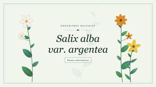 Planche botanique stylisée de Salix alba var. argentea