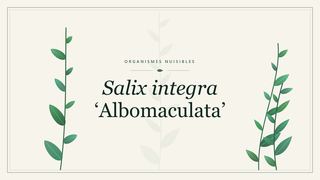 Visuel botanique stylisé consacré à Salix integra Albomaculata