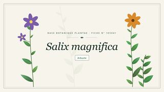 Planche botanique stylisée de Salix magnifica