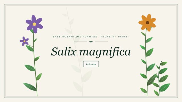Salix magnifica : fiche descriptive et taxonomie Planche botanique stylisée de Salix magnifica