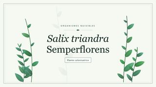 Planche botanique stylisée de Salix triandra Semperflorens