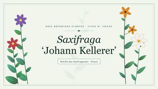 Planche botanique stylisée de Saxifraga ‘Johann Kellerer’, famille des Saxifragacées