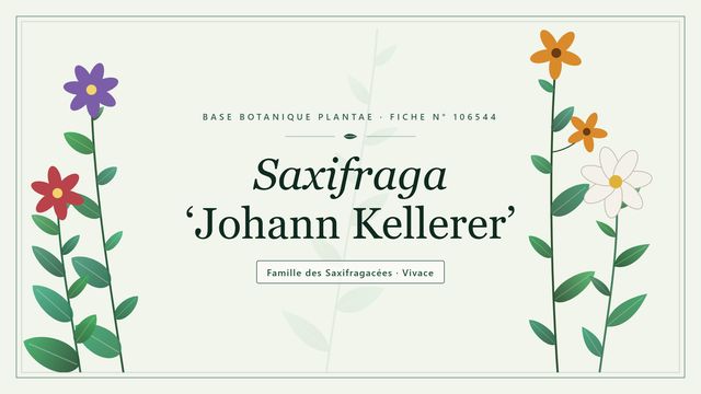 Saxifraga johann kellerer : comment s'y retrouver Planche botanique stylisée de Saxifraga ‘Johann Kellerer’, famille des Saxifragacées