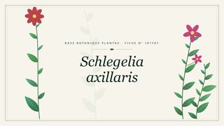 Planche botanique stylisée de Schlegelia axillaris