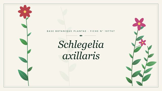 Schlegelia axillaris : fiche descriptive et taxonomie Planche botanique stylisée de Schlegelia axillaris