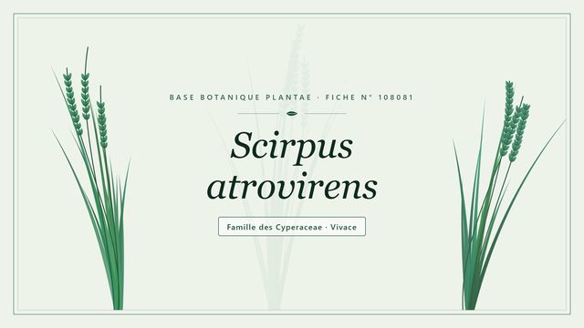 Scirpus atrovirens : l'essentiel Planche botanique stylisée de Scirpus atrovirens, famille des Cyperaceae