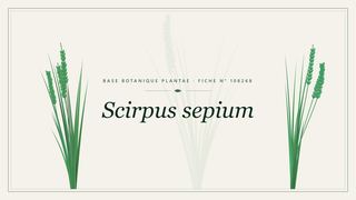 Planche botanique stylisée de Scirpus sepium