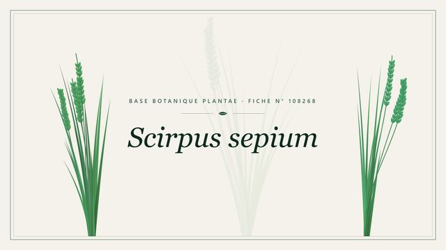 Scirpus sepium : fiche descriptive et taxonomie Planche botanique stylisée de Scirpus sepium