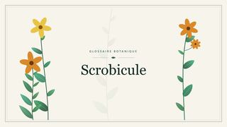 Illustration botanique stylisée du terme « Scrobicule » du glossaire