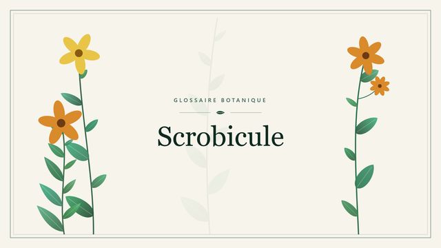 Scrobicule : repères utiles Illustration botanique stylisée du terme « Scrobicule » du glossaire