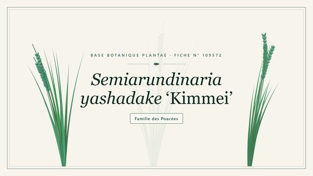 Semiarundinaria yashadake kimmei Planche botanique stylisée de Semiarundinaria yashadake ‘Kimmei’, famille des Poacées