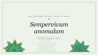 Planche botanique stylisée de Sempervivum anomalum, famille des Crassulaceae