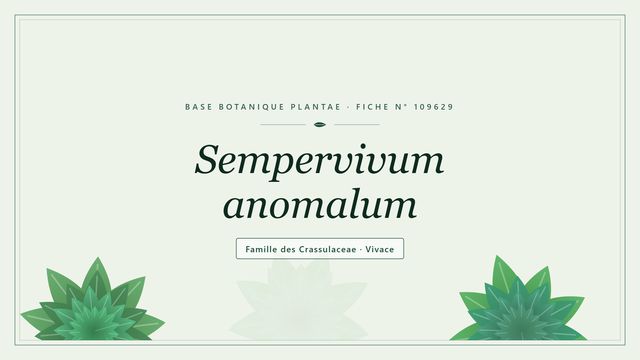 Sempervivum anomalum : notre analyse Planche botanique stylisée de Sempervivum anomalum, famille des Crassulaceae