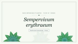 Planche botanique stylisée de Sempervivum erythraeum, famille des Crassulacées