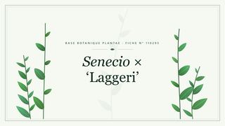 Planche botanique stylisée de Senecio × ‘Laggeri’