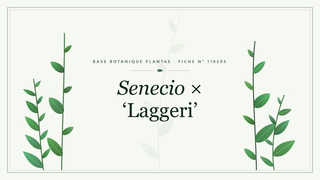 Senecio × laggeri : fiche descriptive et taxonomie Planche botanique stylisée de Senecio × ‘Laggeri’