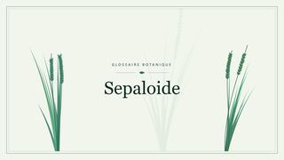 Illustration botanique stylisée du terme « Sepaloide » du glossaire