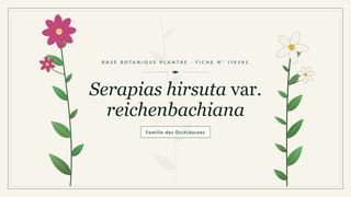 Planche botanique stylisée de Serapias hirsuta var. reichenbachiana, famille des Orchidacées