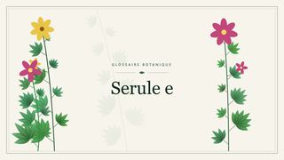 Illustration botanique stylisée du terme « Serule e » du glossaire