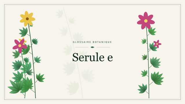 Définition de « serrulé » en botanique Illustration botanique stylisée du terme « Serule e » du glossaire