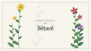 Illustration botanique stylisée du terme « Sétacé » du glossaire